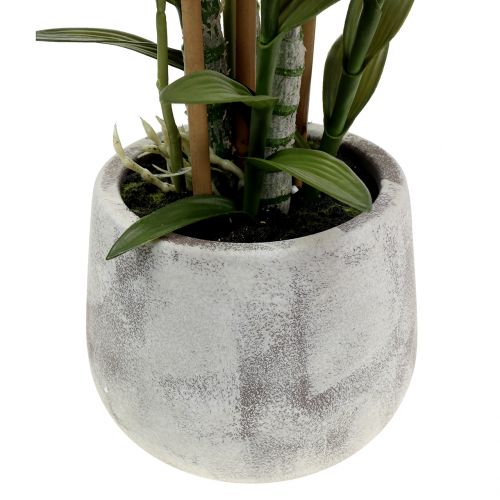Floristik24 Orchidee in violette pot H55cm