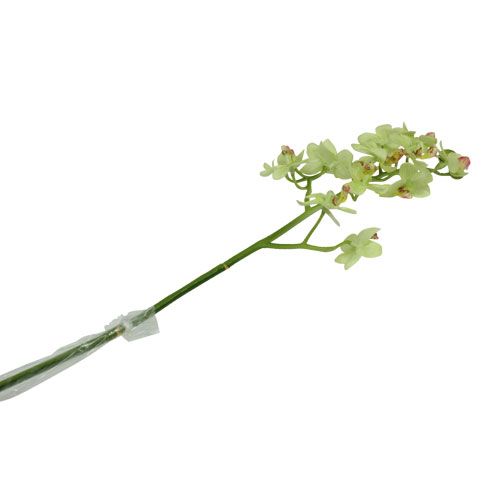 Floristik24 Orchidee 56cm lichtgroen