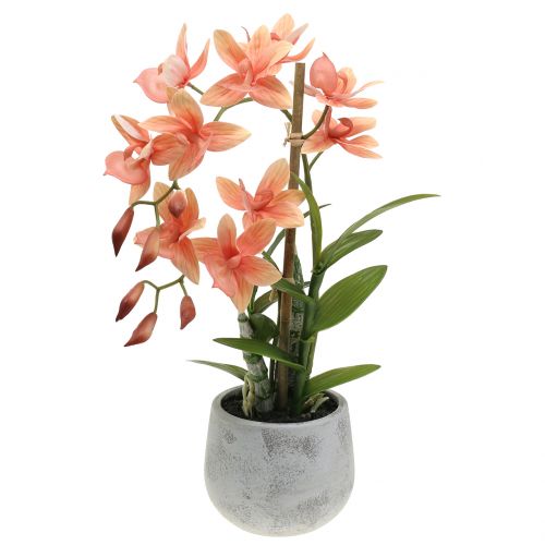 Floristik24 Orchidee in een zalmpot H41cm