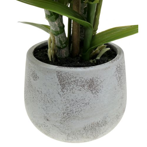 Floristik24 Orchidee in een zalmpot H41cm