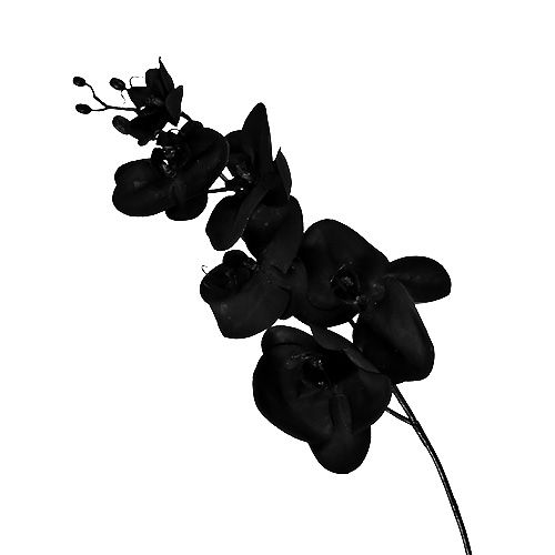 Floristik24 Orchidee zwart L80cm