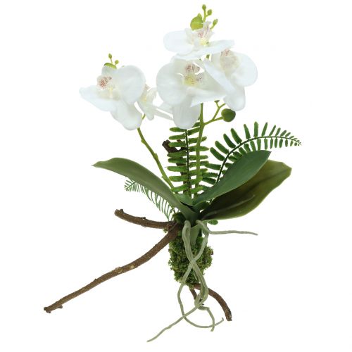 Floristik24 Witte orchidee met mosballen en wortels 36cm