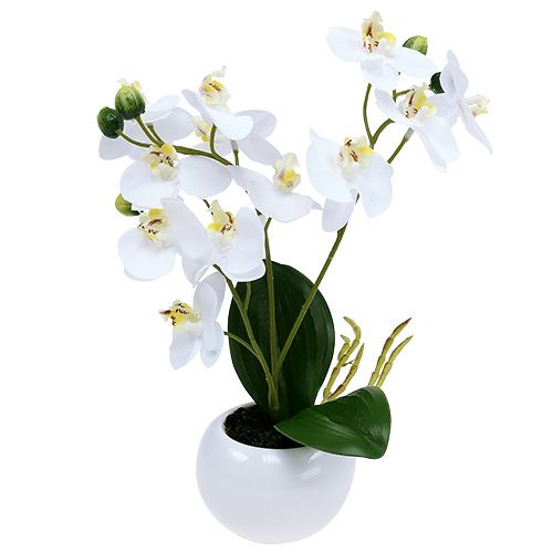 Floristik24 Orchideeën in pot 30cm wit