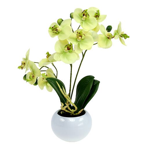 Floristik24 Orchidee in een potgroen H30cm