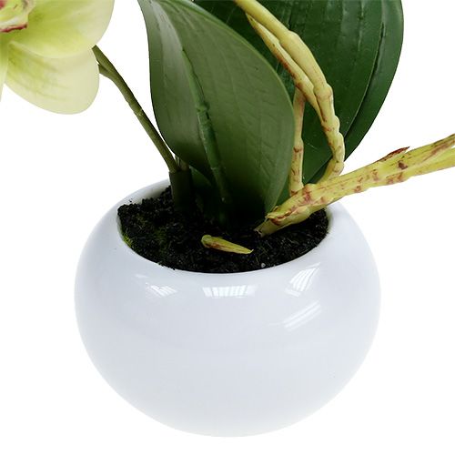 Floristik24 Orchidee in een potgroen H30cm