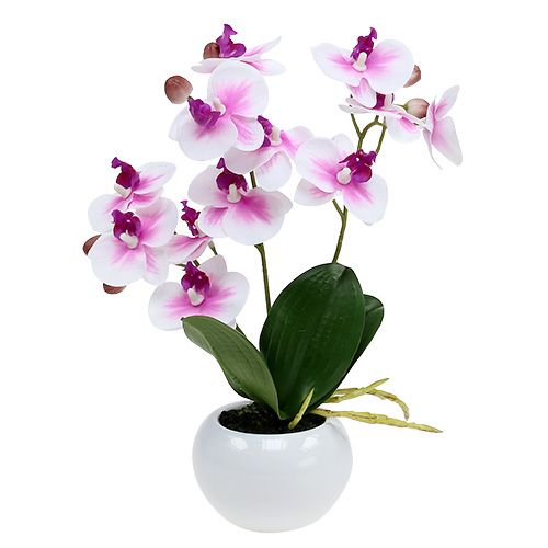 Floristik24 Orchideeën in een pot H30cm wit-roze