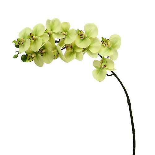 Floristik24 Orchideeëntak lichtgroen L58cm