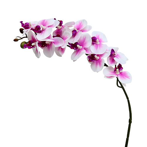 Floristik24 Orchidee tak wit-roze L58cm