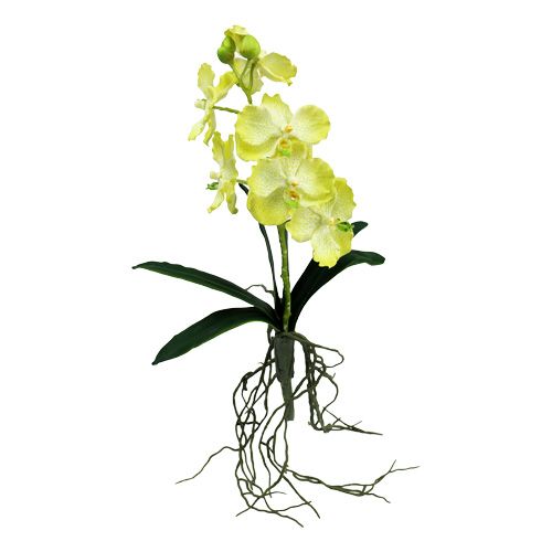 Floristik24 Orchidee met wortels lichtgroen L43cm
