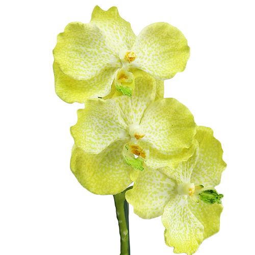 Artikel Orchidee met wortels lichtgroen L43cm