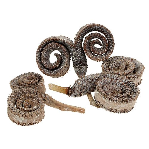 Floristik24 Palm Male Wit gewassen 25 st