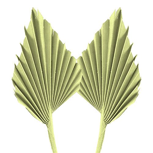 Floristik24 Palmspear appelgroen witgekalkt 65 st