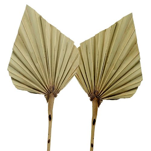 Floristik24 Palmspeer Naturel 100 st
