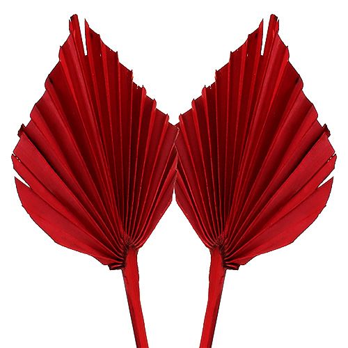 Floristik24 Palmspeer Rood 65 st