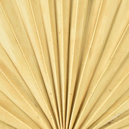 Artikel Palmspear Sun Natuurlijk Palmblad Gedroogd Natuurlijke Decoratie 30 st