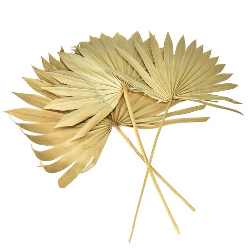 Artikel Palmspear Sun Natuurlijk Palmblad Gedroogd Natuurlijke Decoratie 30 st