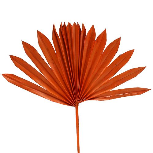 Floristik24 Palmspear Zon Oranje 30st