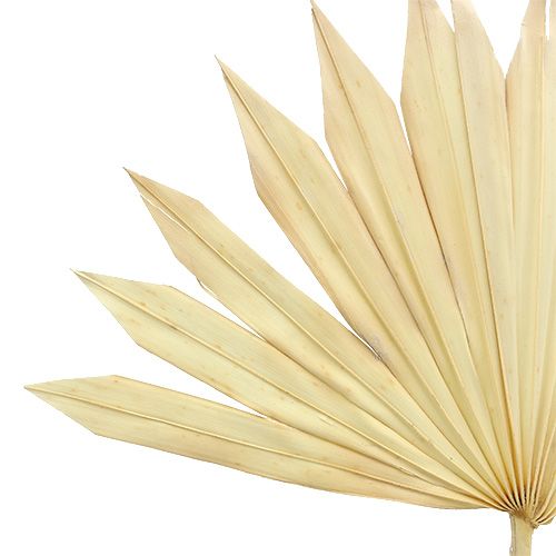 Artikel Palmspear Zongebleekt 30 st