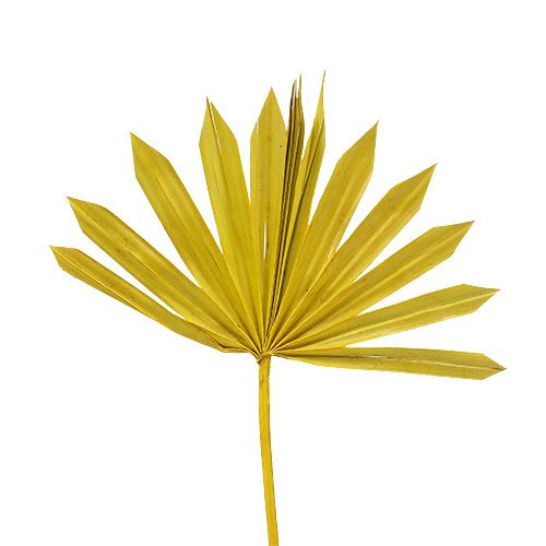 Floristik24 Palmspear Sun mini geel 50 st