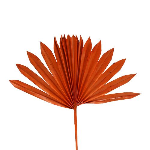 Palmspeer Zon mini Oranje 50st