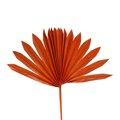 Floristik24 Palmspear Sun mini Oranje 50 st