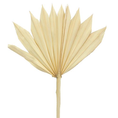 Palmspear Sun mini gebleekt 30 st