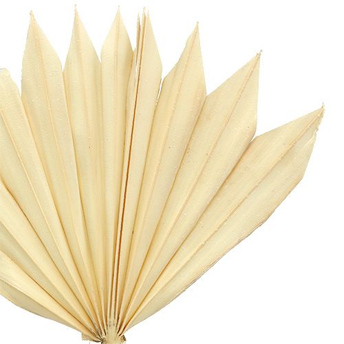Artikel Palmspear Sun mini gebleekt 30 st