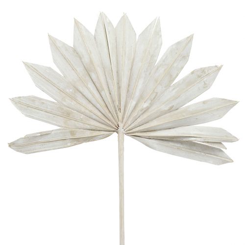 Floristik24 Palmspear Sun mini witgekalkt 50 st