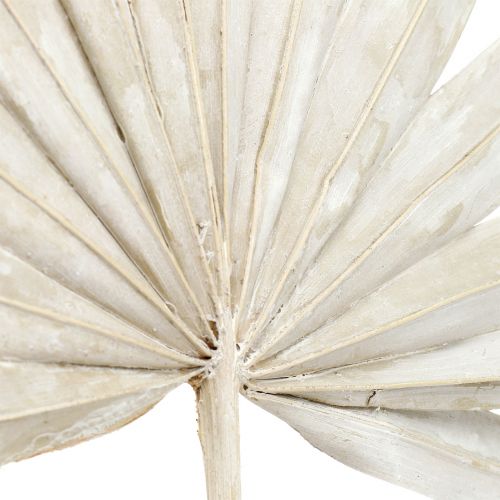 Artikel Palmspear Sun mini witgekalkt 50 st