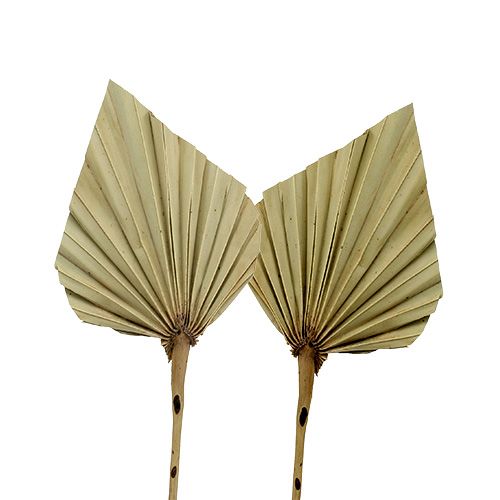 Floristik24 Palmspear mini natuur 100 st