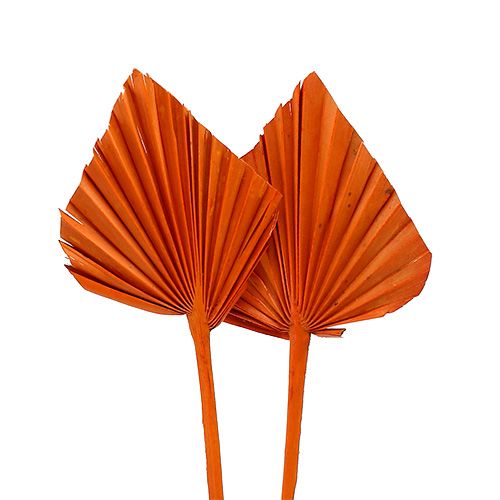 Floristik24 Palmspear mini oranje 100st