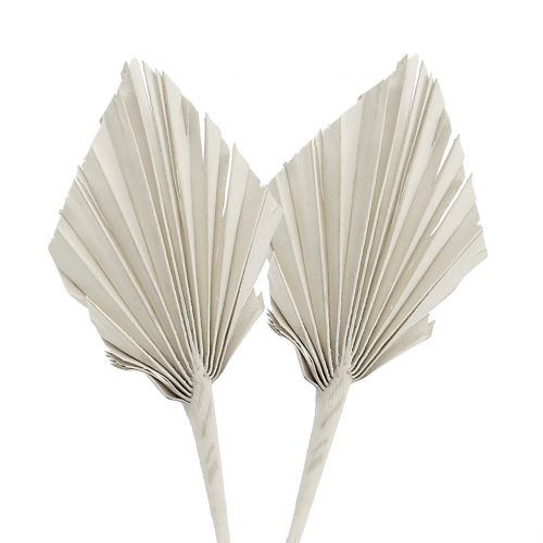 Floristik24 Palmspear Mini Wit gewassen 100 st