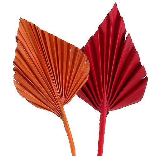Floristik24 Palmspeer assorti rood/oranje 50 st