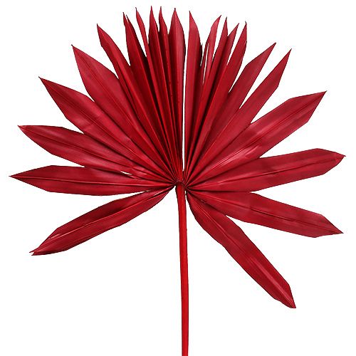 Floristik24 Palmspear Zon Rood 30 st