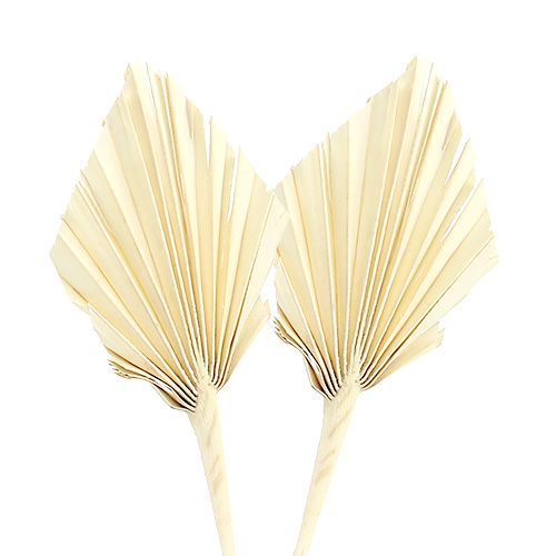 Artikel Palmspear mini gebleekte palmspeer gedroogd 50 st