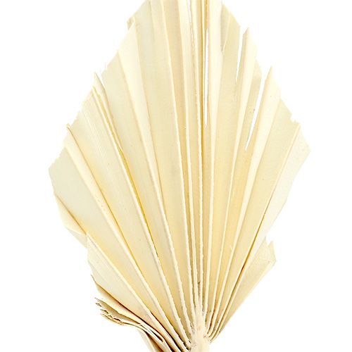 Artikel Palmspear mini gebleekte palmspeer gedroogd 50 st