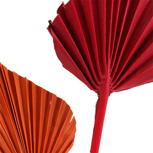 Artikel Palmspear mini-soort. Rood/Oranje 100st