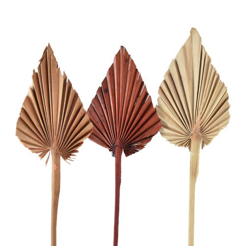 Floristik24 Palmspear mini assorti Marokko 30 st