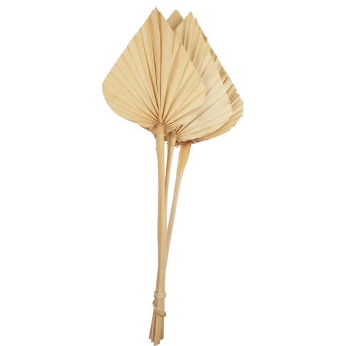 Floristik24 Palmspear palmbladeren natuurlijke decoratie gebleekt 12,5×38cm 4 st