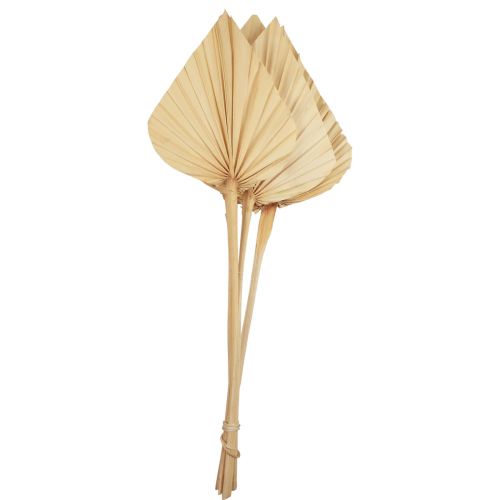 Palmspear Palmbladeren Natuurlijke decoratie Gebleekt 12,5×38cm 4st