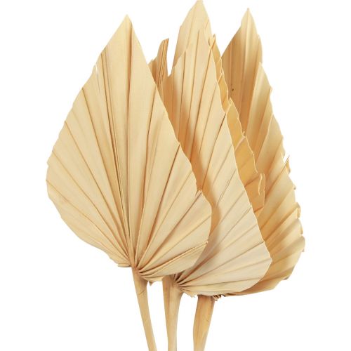 Floristik24 Palmspear palmbladeren natuurlijke decoratie gebleekt 12,5×38cm 4 st