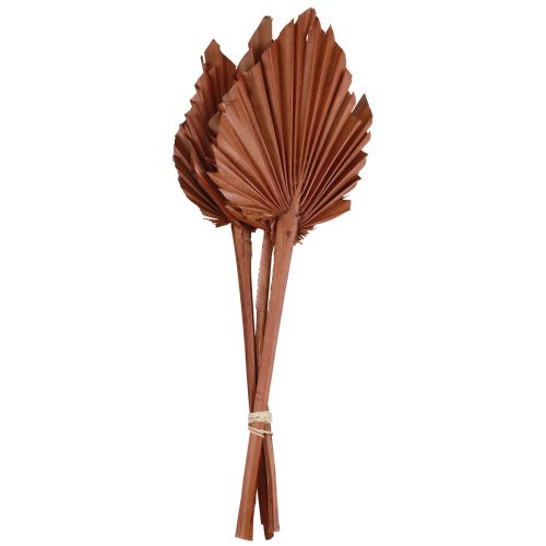 Artikel Palmspear palmbladeren natuurlijke decoratie bruin 5-9×14cm L35cm 4st