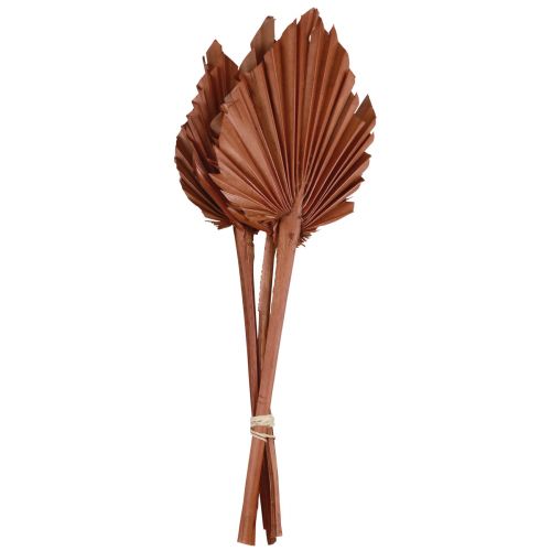Artikel Palmspear palmbladeren natuurlijke decoratie bruin 5-9×14cm L35cm 4 st