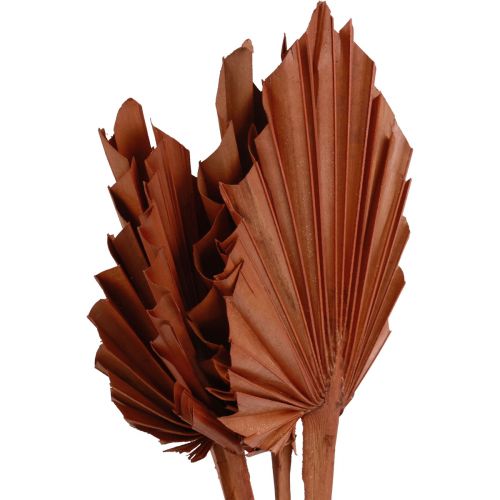 Artikel Palmspear palmbladeren natuurlijke decoratie bruin 5-9×14cm L35cm 4 st