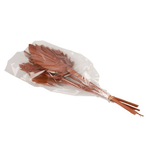 Artikel Palmspear palmbladeren natuurlijke decoratie bruin 5-9×14cm L35cm 4 st