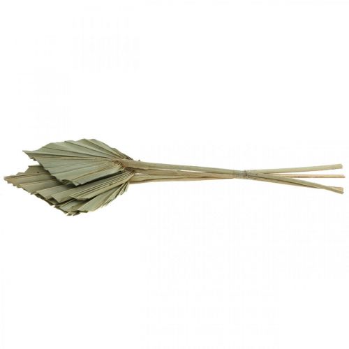 Artikel Minipalmspeer, droge bloemisterij, adventsdecoratie, herdenkingsdagen naturel L33–34cm B7–9cm 4 stuks
