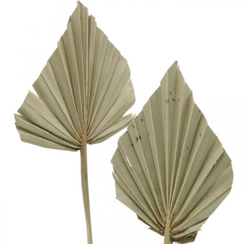 Artikel Minipalmspeer, droge bloemisterij, adventsdecoratie, herdenkingsdagen naturel L33–34cm B7–9cm 4 stuks