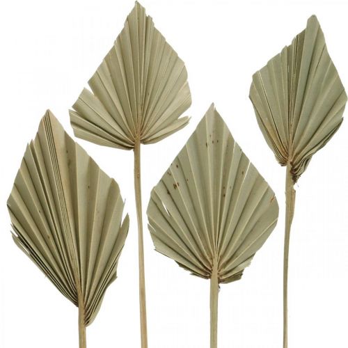 Artikel Mini palmspeer, droge bloemen, adventsdecoratie, herdenkingsdagen naturel L33–34cm B7–9cm 4st