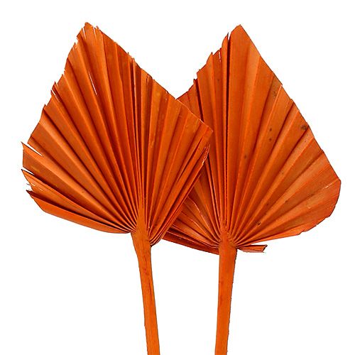Floristik24 Palmspeer Oranje 65 st