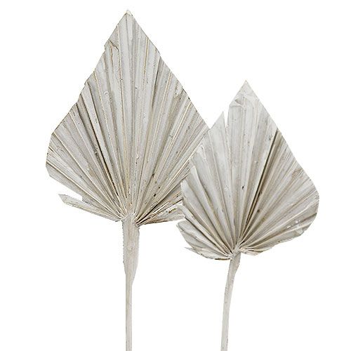 Artikel Palmspeer witgekalkt 10cm - 15cm L33cm 65 st